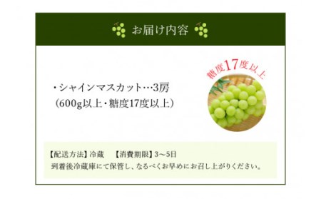 【先行予約】シャインマスカット3房【600ｇ以上】【糖度17度以上】_M64-0010 ｜ シャインマスカット ぶどう シャインマスカット ぶどう シャインマスカット ぶどう シャインマスカット ぶど