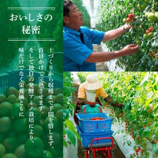 訳あり フルーツトマト 1kg 大小混合 1キロ トマト とまと ふるーつとまと 桃太郎 完熟 糖度8度以上 濃厚 野菜 料理 サラダ マリネ おいしい 新鮮 食品 訳アリ 家庭用 ご自宅用_イメージ