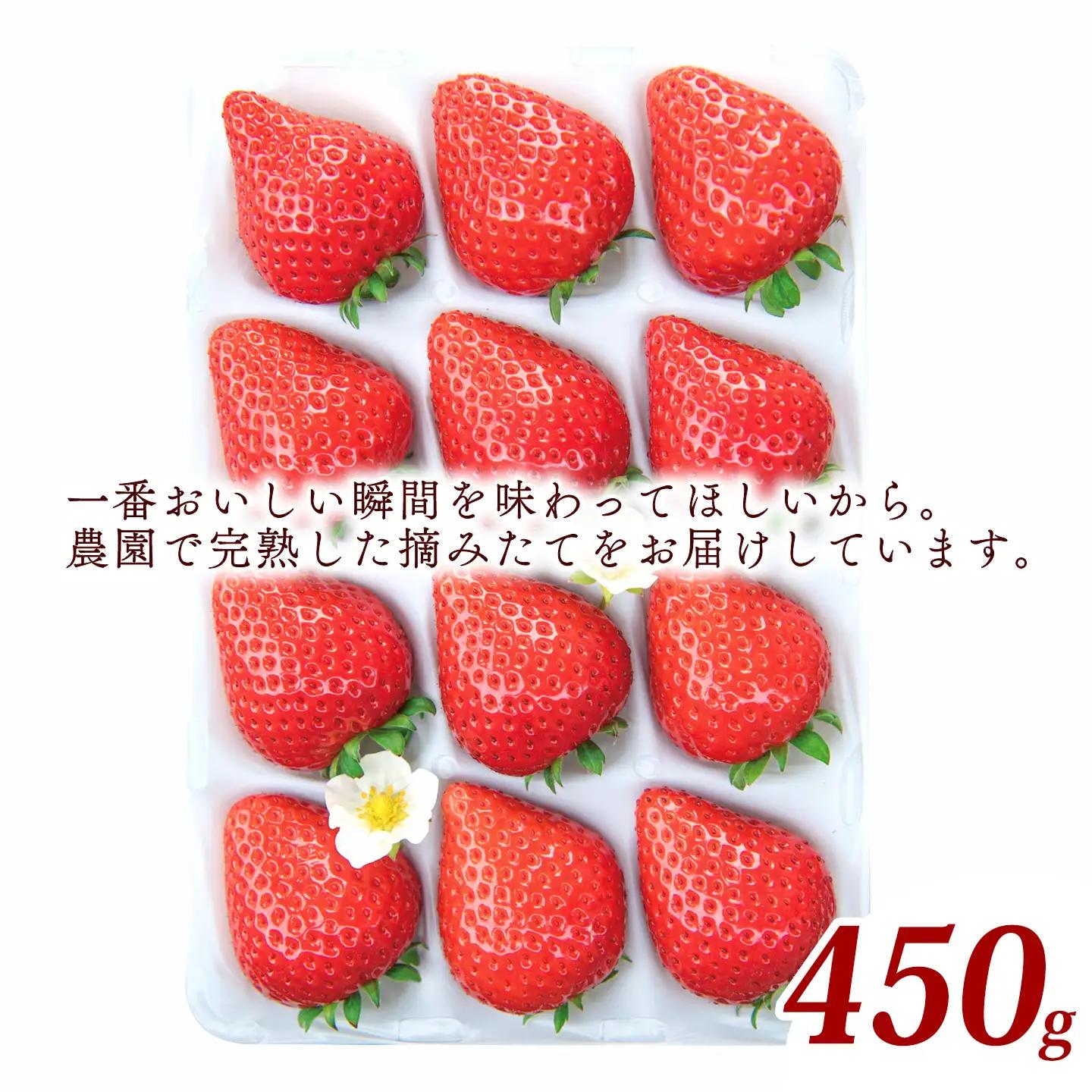 いちご 特選日野苺（約450g）～糖度12度以上を厳選～ 化粧箱　11月下旬~2月発送