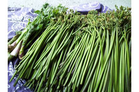 【先行予約】採れたて山菜セット　生わらび（1kg×1束）+　季節の山菜2～3品　限定50