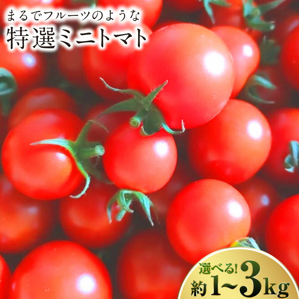 【ふるさと納税】【選べる容量】 まるでフルーツのような特選ミニトマト (1kg / 2kg / 3kg) 熊本県産 ミニトマト 高糖度 トマト 野菜 熊本産 九州 熊本県 送料無料 【2025年12月下旬発送開始】