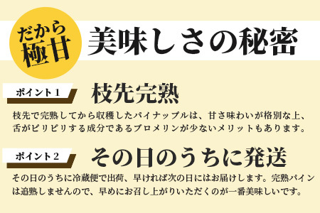 【先行受付】希少！濃厚！「枝先完熟・てのひらピーチパイン」2024年4月～7月順次発送【産地直送 沖縄県 石垣島 農家直送 パイン フルーツ 離島のいいもの 沖縄いいもの石垣島 】OI-2