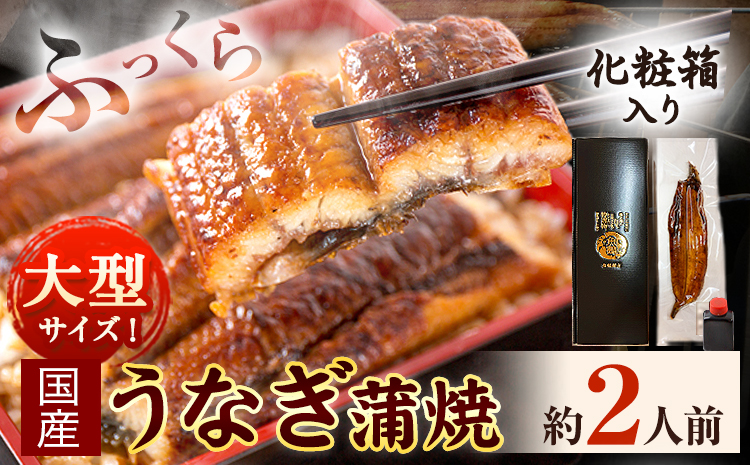 大型サイズ ふっくら柔らか国産 うなぎ 蒲焼き 1尾 化粧箱入(真空パック入) 株式会社魚鶴商店《30日以内に出荷予定(土日祝除く)》 和歌山県 日高川町 うなぎ 鰻 ギフト 贈り物(F-5)