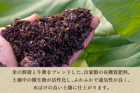 【七谷産】シルクスイート 5.5kg（M～LLサイズ）さつまいも《順次発送》人気品種 しっとり食感と濃厚な甘み 低温熟成 蒸し芋や焼き芋、スイートポテトなどのスイーツに 加茂市 YAGOROU ヤゴロ