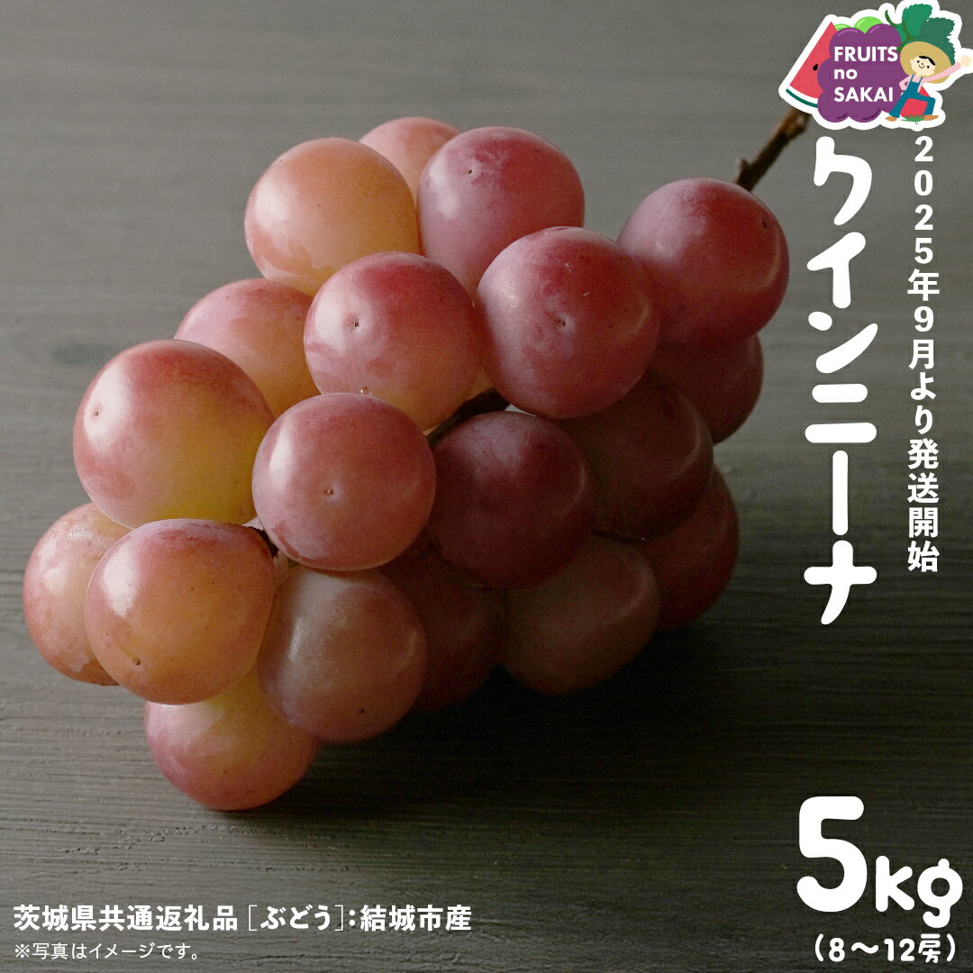 【ふるさと納税】クインニーナ 5kg （8～12房）【2025年9月より発送開始】（茨城県共通返礼品 [ぶどう]：結城市産） 葡萄 赤ぶどう 旬 お取り寄せ フルーツ 甘い 希少品種 デザート