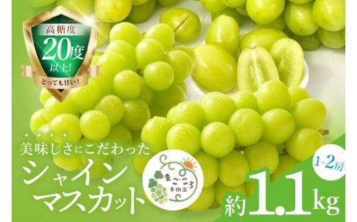 【2026年9月中旬より順次発送】 茨城県生産力向上共励会 特別賞受賞！糖度約20～22度！美味しさにこだわったシャインマスカット（約1100g）1～2房 化学肥料不使用 農家直送【葡萄 ぶどう マス