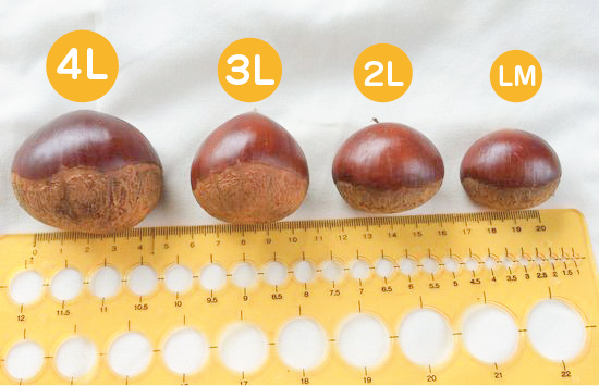 【 期間限定 数量限定 】 新栗 贅沢 四万十栗 2Lサイズ 約1.5kg 生栗 栗 くり クリ マロン 秋 フルーツ 果物 おやつ 焼き栗 栗ご飯 栗きんとん 甘露煮 高知 高知県 四万十 四万十市