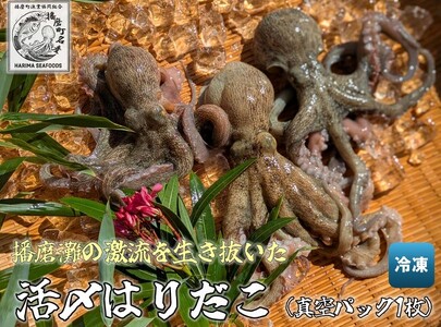播磨町産活け〆はりだこ 1匹 タコ 海鮮 魚介類 瀬戸内 兵庫県 播磨町