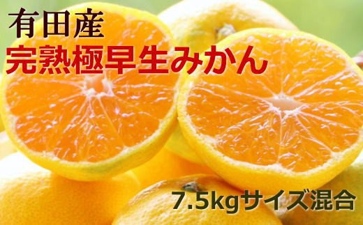 【手選別】紀州有田の完熟極早生みかん約7.5kg(サイズ混合)  先行予約 ※2024年10月下旬より順次発送 みかん 柑橘類