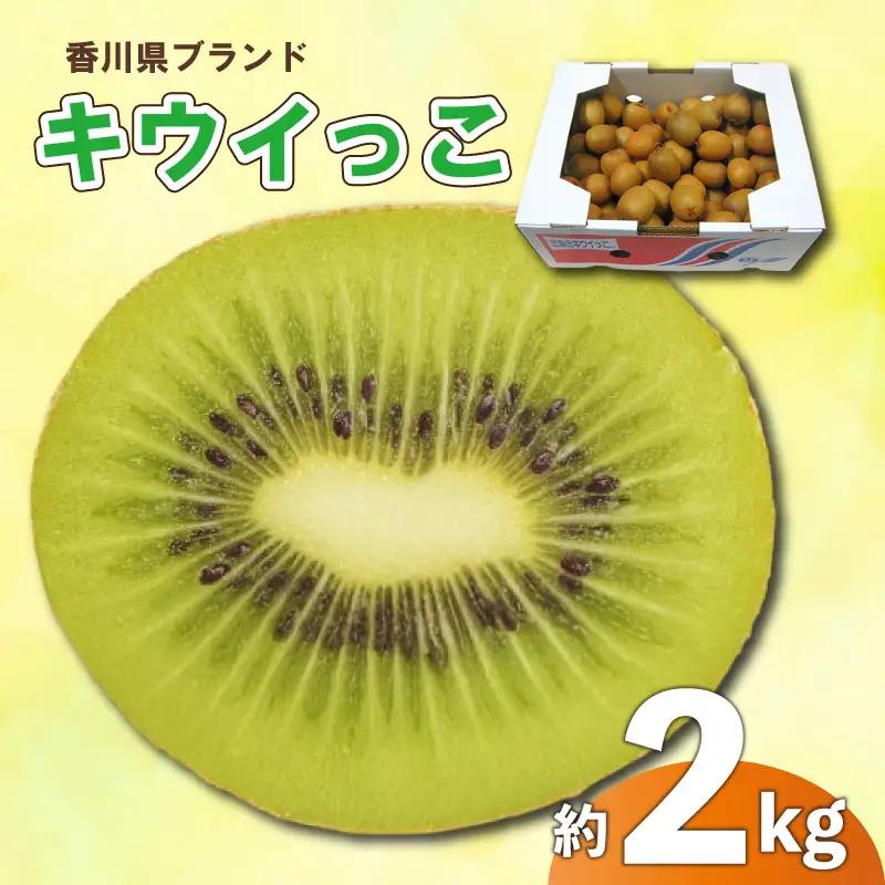 さぬきキウイっこ 約2kg 先行予約 サイズ混合 キウイ