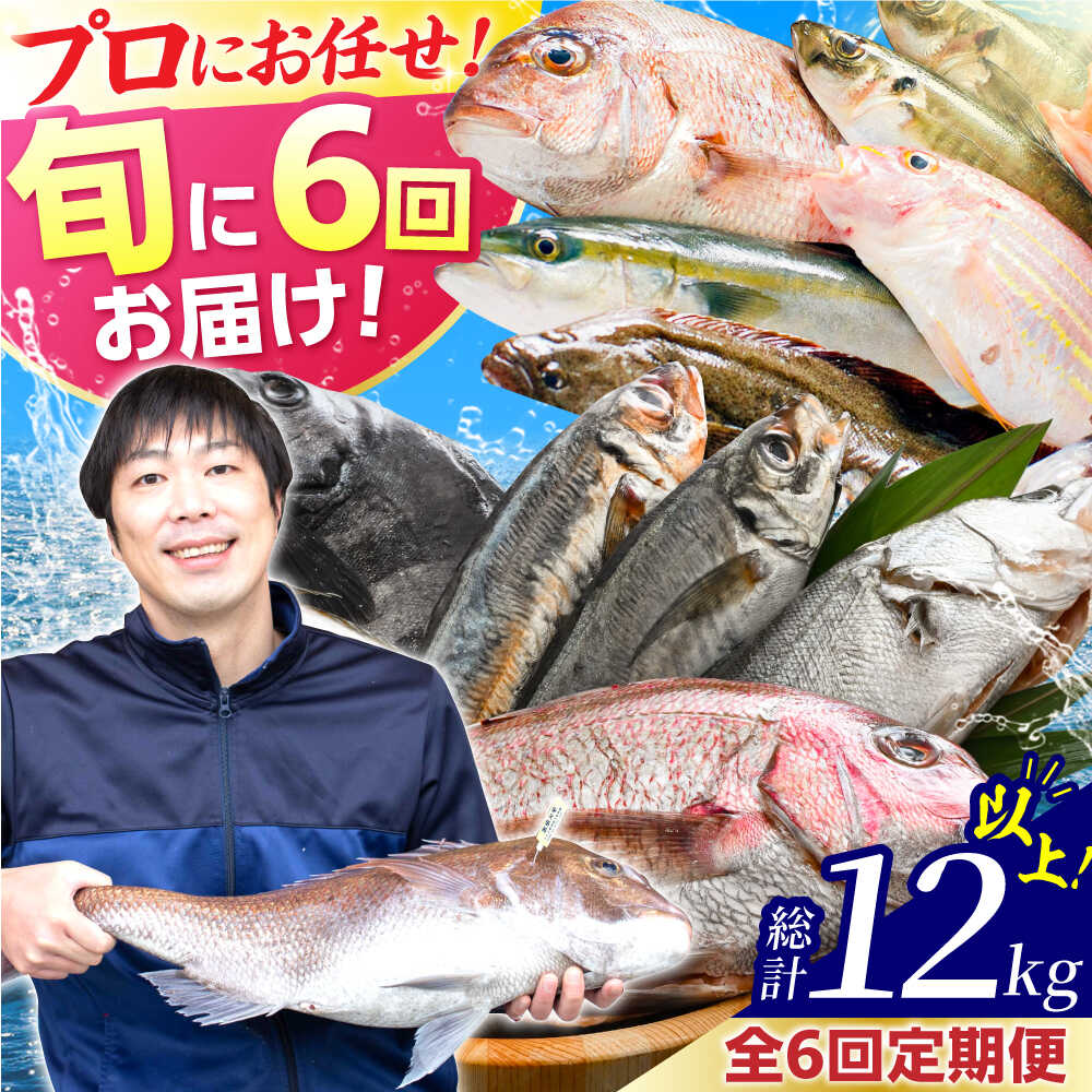 【ふるさと納税】【6回定期便/隔月発送】「若狭小浜湾産地直送」旬の天然鮮魚お任せセット！ 地魚 下処理済み 刺身 煮魚 焼き魚 旬 タイ アジ 小浜市 / 加福鮮魚 【配送不可地域：北海道・沖縄・離島】 [BFBC016]