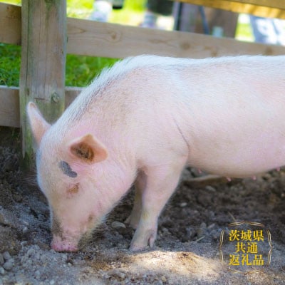 美明豚(びめいとん)ローススライスセット すき焼き用400g+焼肉用500g・茨城県共通返礼品【配送不可地域：離島】
