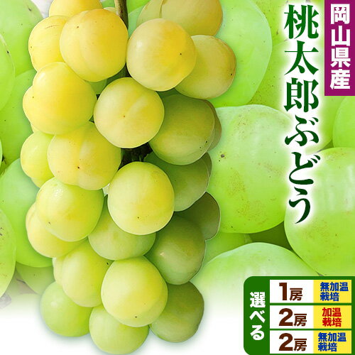 【ふるさと納税】【先行予約】岡山県産 桃太郎ぶどう 選べる 1房 (680g以上) 2房 (480g以上) 加温栽培 無加温栽培【配送不可地域あり】加温栽培《7月上旬-8月末頃に出荷予定(土日祝除く)》 無加温栽培《9月上旬-10月末頃に出荷予定(土日祝除く)》 岡山県 矢掛町 ぶどう