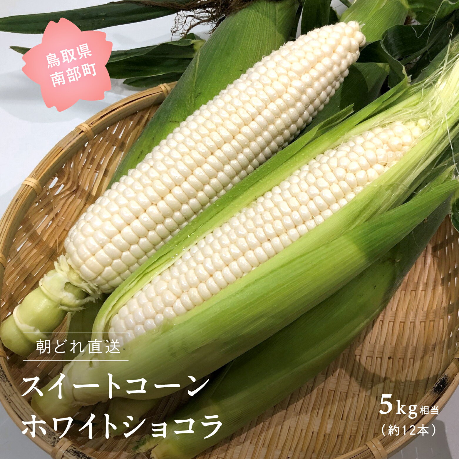 【ふるさと納税】南部町産 朝採れスイートコーン（ホワイト種ホワイトショコラ）5kg箱 ＜数量限定＞ 2025年収穫分 スイートコーン とうもろこし トウモロコシ コーン 鳥取県南部町