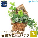 【ふるさと納税】観葉植物 バージンコルクプランツ ヘデラ 品種おまかせ（1個） インテリア ナチュラル 自然 リラクゼーション プレゼント ギフト 贈答用 送料無料 趣味 風水 緑 かわいい 人気 オススメ 初心者 玄関 壁掛け 北海道冬季発送不可 株式会社チャーム