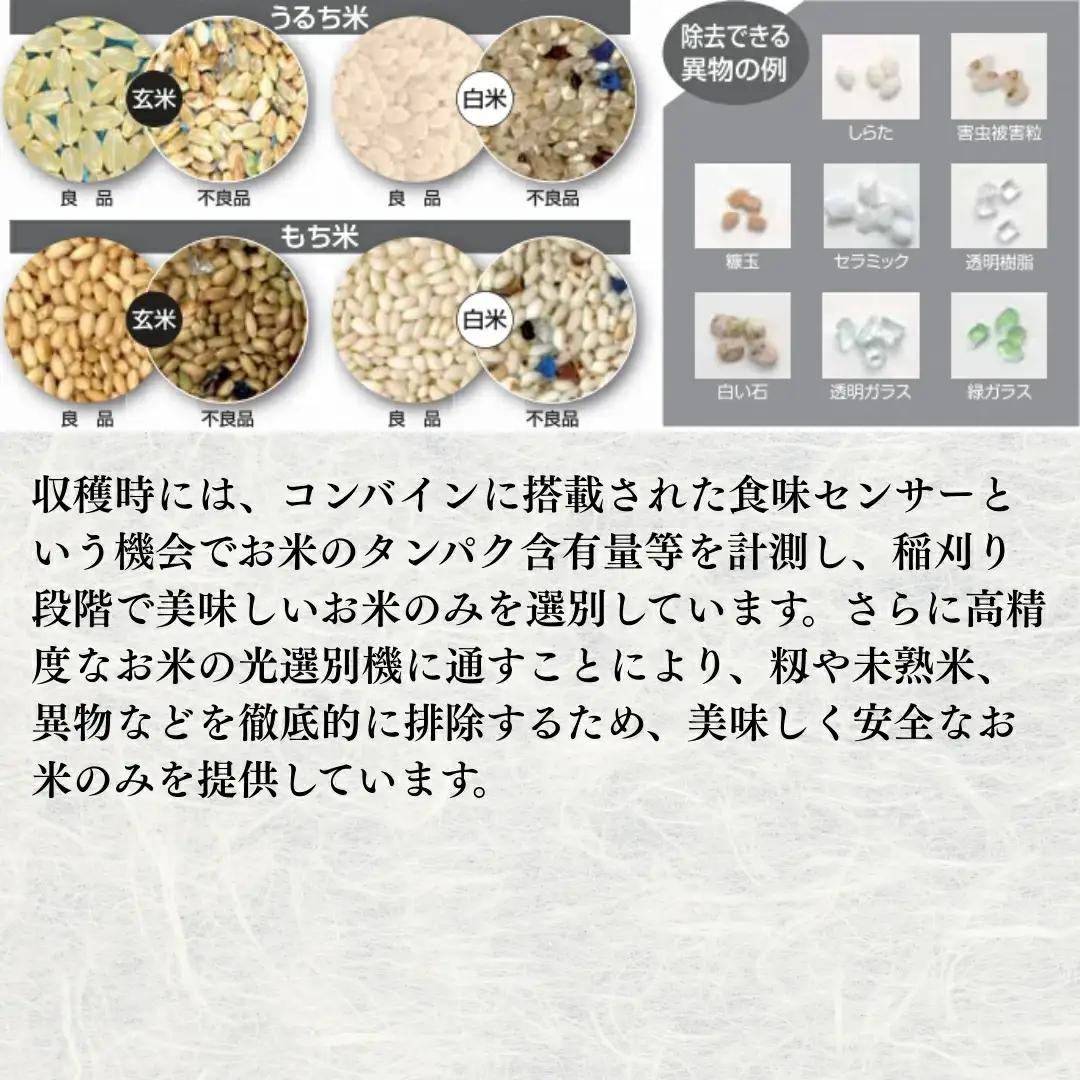 【令和7年産】新潟県産コシヒカリ 精米 5kg 五泉市産 | 白米 米 こしひかり