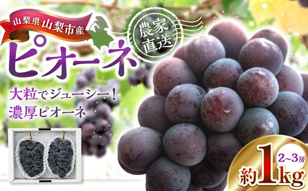
                  山梨県山梨市産ピオーネ 約1kg ピオーネ 葡萄 ブドウ ぶどう フルーツ くだもの 果物 果実 濃厚 大粒 国産  【 2026年9月上旬～10月下旬発送予定 】
                
