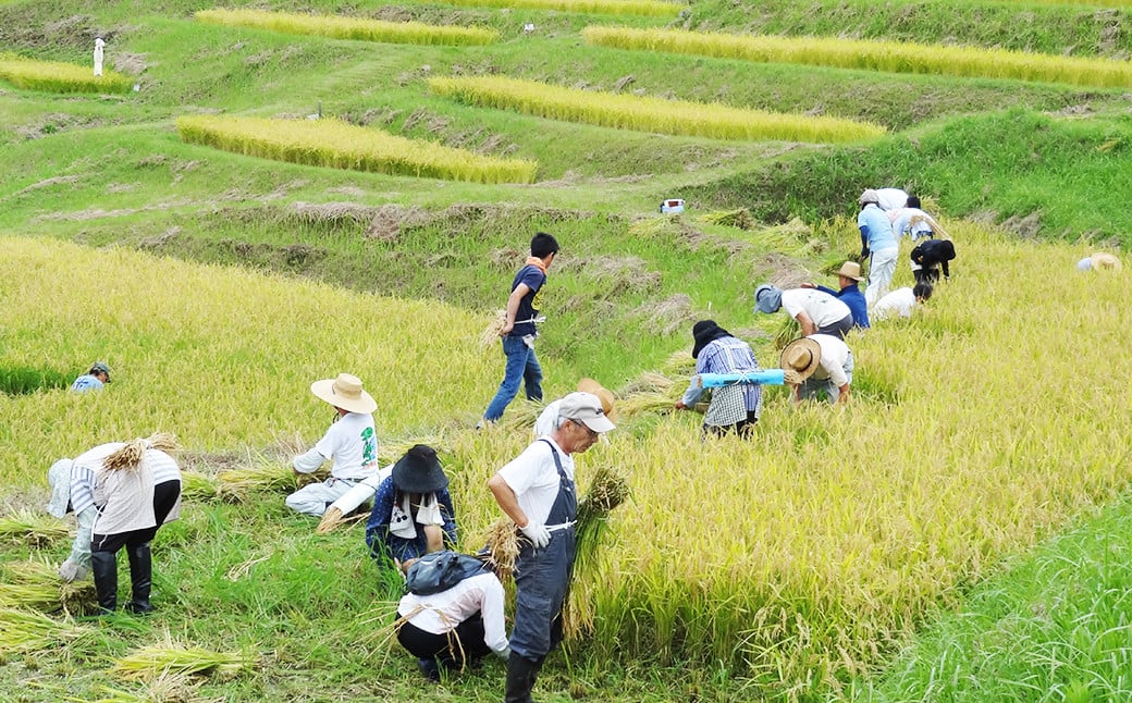 稲刈りだって自分たちで行います。