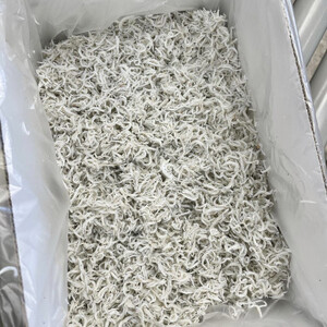 しらす 1kg 釜揚げしらす 島の工場から直送 愛知県 日間賀島産 減塩 冷凍 丸豊 魚 さかな ご飯 ごはん 国産 シラス 離乳食 人気 おすすめ 愛知県 南知多町 【離島不可】