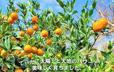 《先行予約》～世界自然遺産の島から～朝川果樹園さんのたんかん（10kg）　( タンカン フルーツ みかん 果物 柑橘 甘い 徳之島 奄美 鹿児島 もぎたて フレッシュ 世界自然遺産 フルーツアイランド