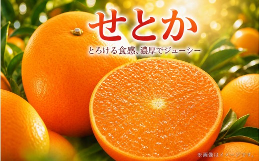 
                  とろける食感 ジューシー柑橘 せとか 約2.5kg みかん 蜜柑 柑橘 オレンジ 果物 フルーツ 国産 和歌山県広川町 ※2027年1月下旬頃〜2027年2月上旬頃に順次発送予定【uot789B】
                