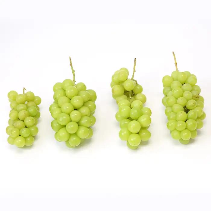 ☆フルーツ王国山形☆[訳あり] シャインマスカット1kg (1～3房)[10月お届け] 【令和8年産先行予約】FS23-854 くだもの 果物 フルーツ 山形 山形県 山形市 2026年産