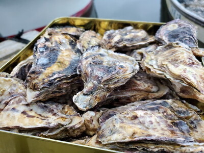 飛田水産　石川県七尾産　能登かき　殻付き半缶 | 牡蠣 魚介類 訳あり 生活応援価格 ご家庭用 復興支援   ※要加熱 ※2027年1月～発送