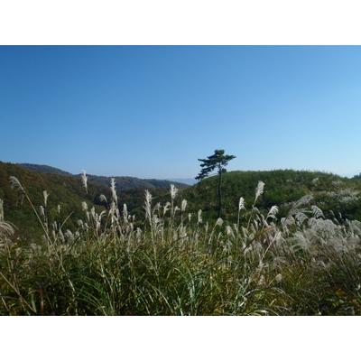 ふるさと納税 小坂町 【毎月定期便】プレミアムミックス薪　約20kg×5ヶ月[約100kg]全5回 |  | 03