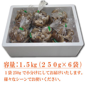 生しいたけ 1.5kg しいたけ しいたけ しいたけ しいたけ しいたけ