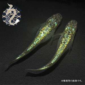 メダカ「クレパトシアン」1ペア