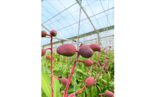 【2026年夏発送】＜贈答用＞インカジ・トゥ・パリ マンゴー 完熟マンゴー 約２kg（5玉～6玉)＜潮風の里＞(HA001)