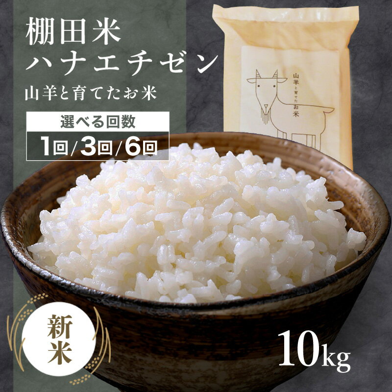 【ふるさと納税】★ 順次配送開始 令和7年産 新米 ★ 山羊と育てた こだわりの棚田米『ハナエチゼン』10kg (単一原料米) ＜数量限定＞【福井のおいしいお米 お米 米 コメ 白米 精米 棚田米 ごはん ご飯 国産 北陸産 ブランド米 10kg 10キロ NEW 新規】