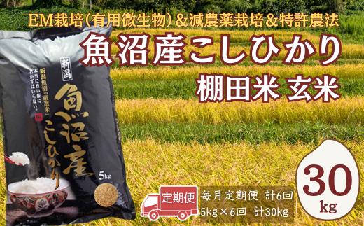 【玄米 6か月定期便】令和8年産 新米 魚沼産コシヒカリ 棚田米 合計30kg（5kg×毎月お届け全6回）農薬・化学肥料低減 佐藤農場 | 魚沼産こしひかり 魚沼コシヒカリ 新潟県産コシヒカリ 新潟産コシヒカリ こしひかり 棚田米 玄米 お米 米 コメ 5キロ 定期便 にいがた おぢや 新潟県 小千谷市 【0018-SN24DB】