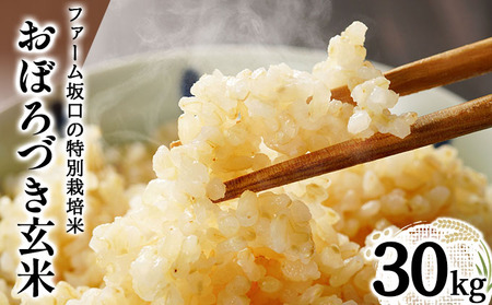 令和7年産!ファーム坂口の特別栽培米 おぼろづき玄米30kg(30kg×1袋)