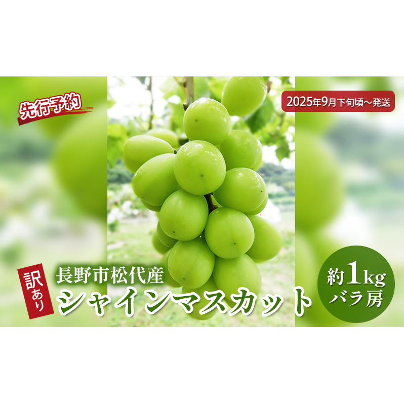 ぶどう 先行予約 訳あり 長野市松代産 シャインマスカット 約1kg バラ房 葡萄 ブドウ フルーツ 果物 シャイン マスカット デザート おやつ TAKANO農園 信州 2025年秋発