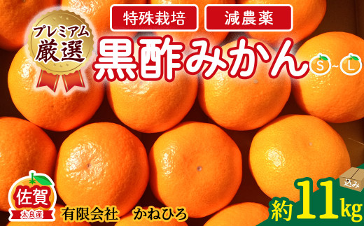 かねひろの黒酢みかん【プレミアム】11kg 【2026年10月中旬から2027年1月上旬まで順次発送予定】 新鮮 黒酢アミノ酸 みかん 蜜柑 ミカン 柑橘 温州みかん 黒酢みかん 果実 Sサイズ Mサイズ  フルーツ 果物 人気 おすすめ 減農薬 特殊栽培 佐賀県 太良町 O164x1