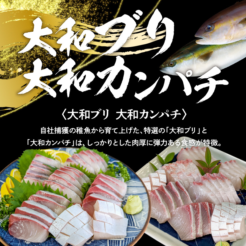 高級大和ブリ・大和カンパチお造り　計8人前 N072-YA866