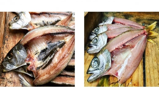 干物 旬の魚 6～8種 セット 旬 国産 ひもの セット 詰め合わせ 海鮮 魚 魚介 海の幸 ヒモノ himono 干し 自家製造 焼魚 焼き魚 さかな サカナ おつまみ 弁当 惣菜 おかず ご飯 ご