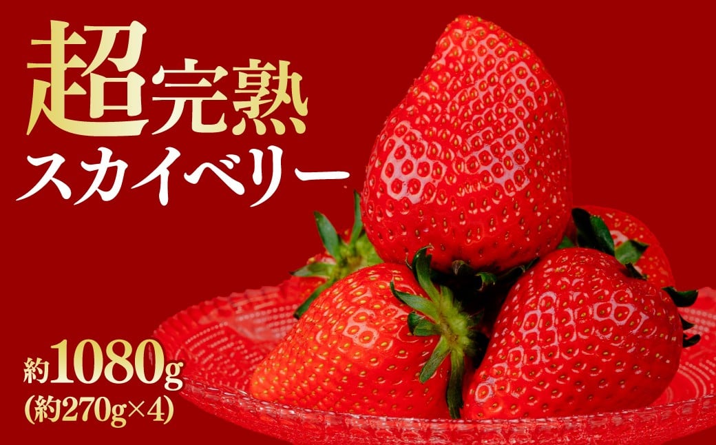 
                  【先行受付：選べる発送月】いちご 鈴木ファームの朝摘み厳選『スカイベリー』レギュラーサイズ 約270g × 4パック 合計 約1080g | いちご イチゴ 苺 スカイベリー 完熟 甘い あまい 果物 フルーツ くだもの 旬 産地直送 栃木県産 鈴木ファーム 栃木県 茂木町
                