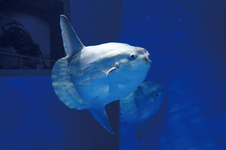 アクアワールド 茨城県 大洗 水族館 年間パスポート 大人1名 小・中学生1名 大洗 チケット _AQ010