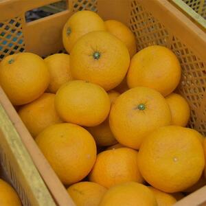 甘夏6kg（大小混合）《秀品》和歌山県より農園直送！まごころ産直みかん【北海道・沖縄県・一部離島 配送不可】サンフルーツ 新甘夏 田ノ浦オレンジ あまなつ みかん