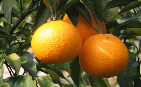 【先行予約】【数量限定】JAにしうわ みつる共選 清見タンゴール 約10kg ※離島への配送不可（2026年3月上旬より順次発送予定） 【 みかん ミカン 清見 清見タンゴール 果物 】 IKTBC0