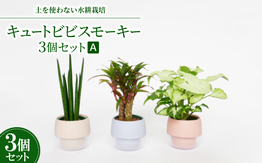 
            キュートビビスモーキー3個セット＜A＞＜オススメの観葉植物でお届け＞【1382257】
          