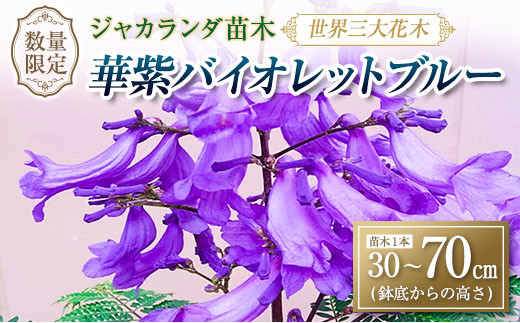 
                  ≪世界三大花木≫ ジャカランダ 苗木 華紫バイオレットブルー 30cm～70cm 期間限定 数量限定 紫雲木 花 植物 鉢植え 観賞用 園芸 国産 紫色 珍しい 希少 神秘的 贈り物 ギフト プレゼント お祝い 誕生日 記念日 人気 おすすめ 癒し 宮崎県 日南市 送料無料_CA71-25
                