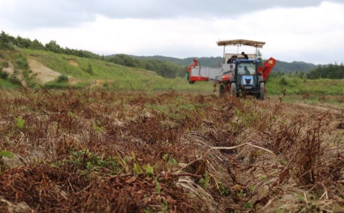 厚真ファームが低農薬にこだわり、丹精込めてつくった「メークイン」