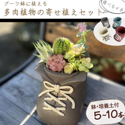 ふるさと納税 室戸市 ブーツ鉢に植える! 多肉植物の寄せ植えセット (片足) 多肉植物5本〜10本入り