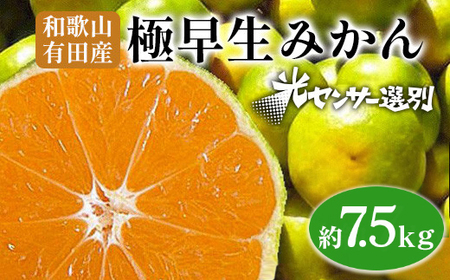 こだわりの極早生みかん 約7.5kg 農家直送 有機質肥料100% サイズ混合 ｜ みかん※北海道・沖縄・離島への配送不可 ※2025年9月下旬～10月中旬頃に順次発送予定