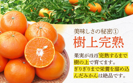 【ご家庭用】 麗紅（れいこう） 3kg 長与町/果豊園[ECL001] / れいこう みかん 柑橘 麗紅 れいこう みかん 柑橘 麗紅 れいこう みかん 柑橘 麗紅 れいこう みかん 柑橘 麗紅 れい