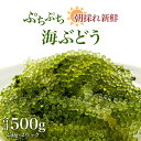 【ふるさと納税】海の幸　朝採れ ぷちぷち 海ぶどう 朝採れ 新鮮 | 鹿児島県産 ご当地 九州産 国産 国産海ぶどう 海ぶどう 海ブドウ 鹿児島県大崎町