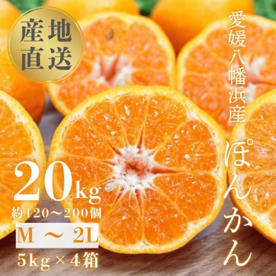 【南国を感じさせる独特の香り】愛媛ポンカン 20kg【H20−70】【1620342】